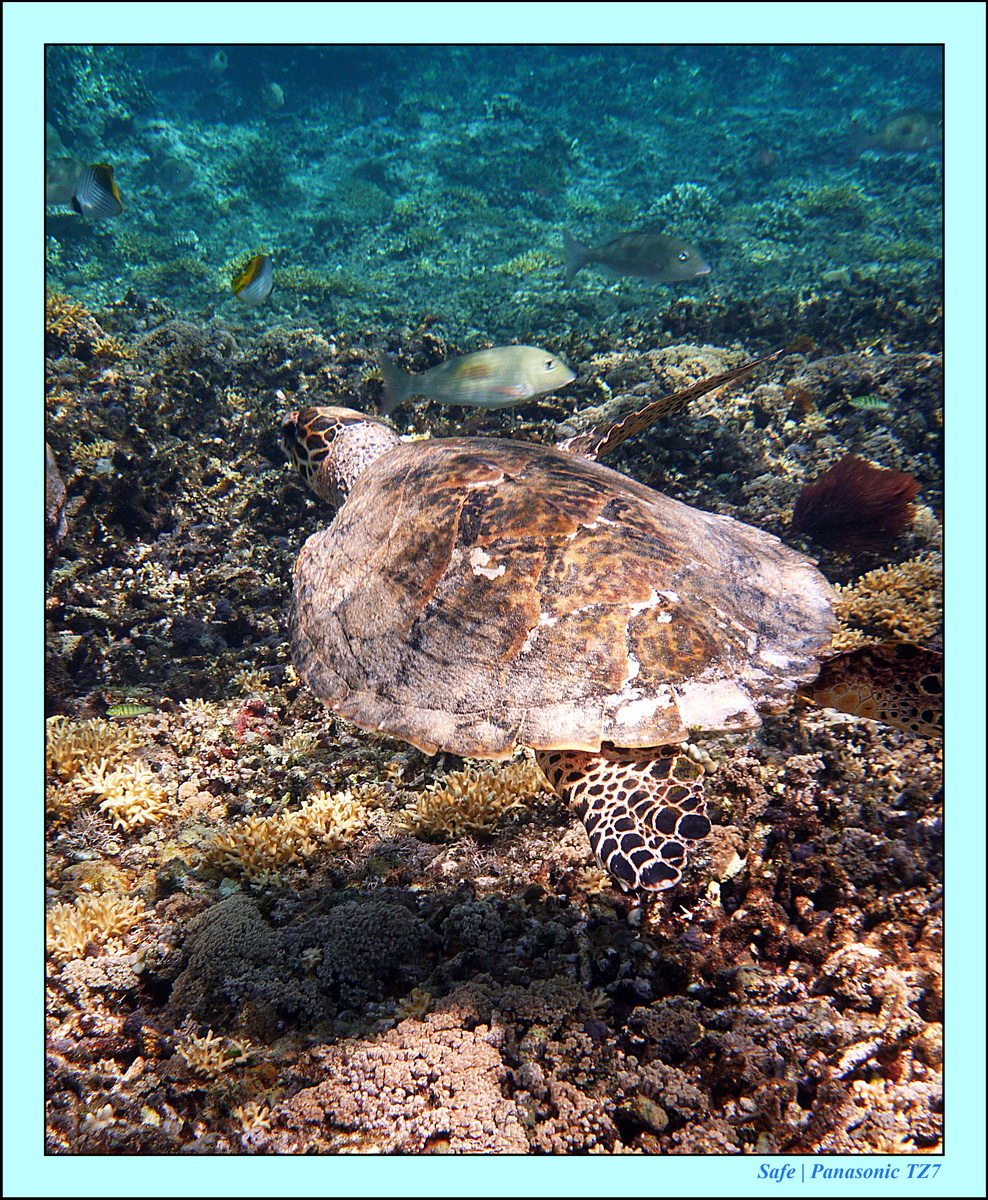 2012 - 07 - Gili - 78